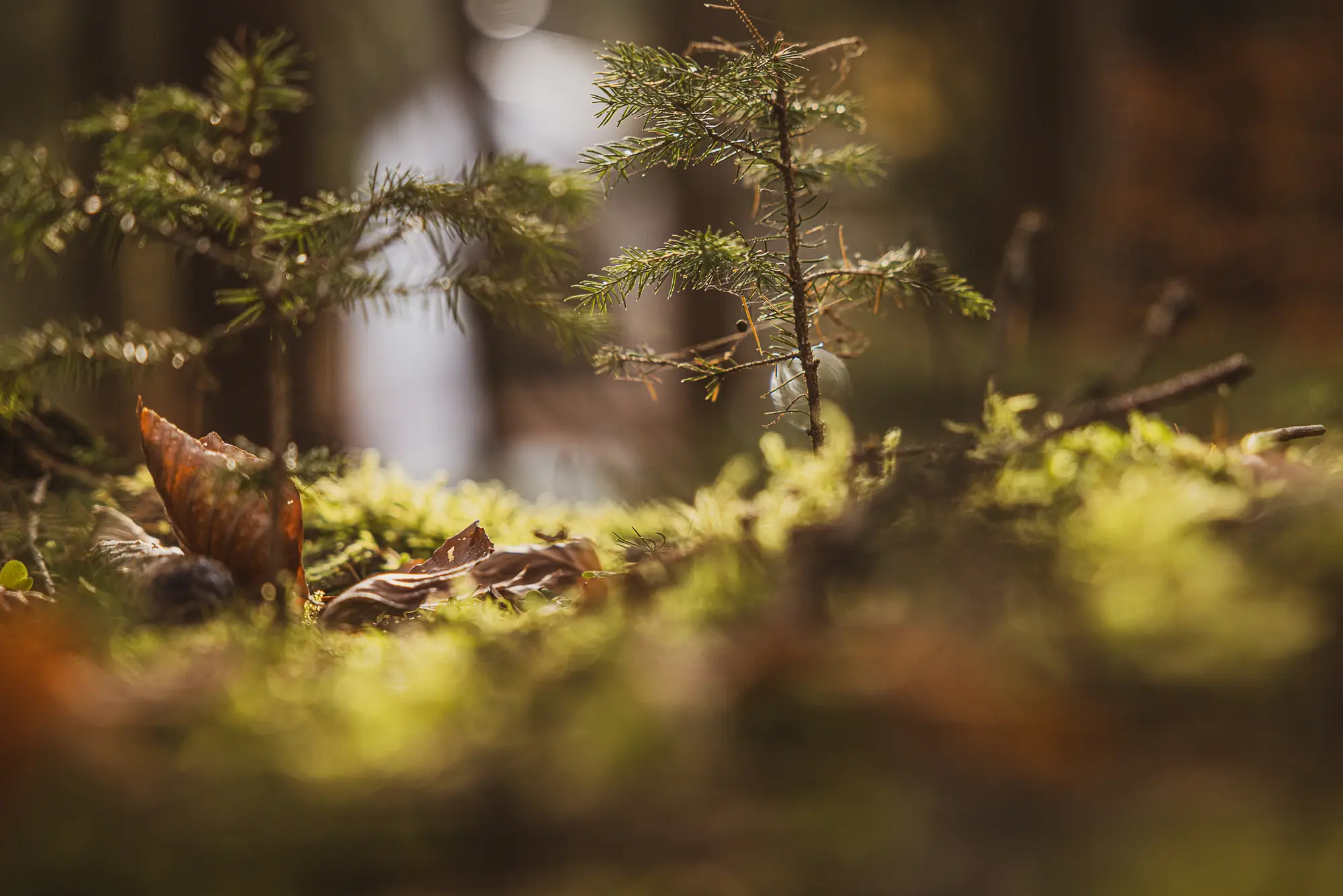 Licht auf einem jungen Nadelbaum