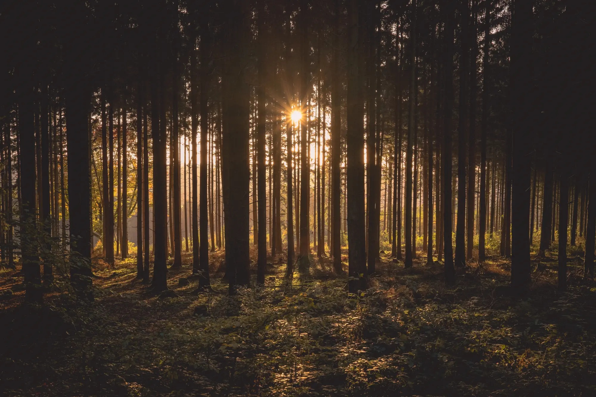 Sonnenlicht zwischen hohen Bäumen – Motiv der offiziellen DAS ERZ Website